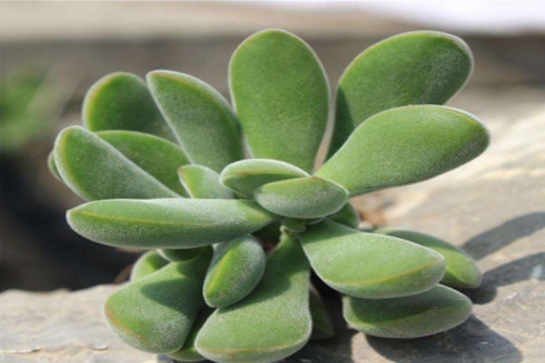 金银花泡水免费无码又爽又刺激软件下载，一杯清热解毒的自然良方